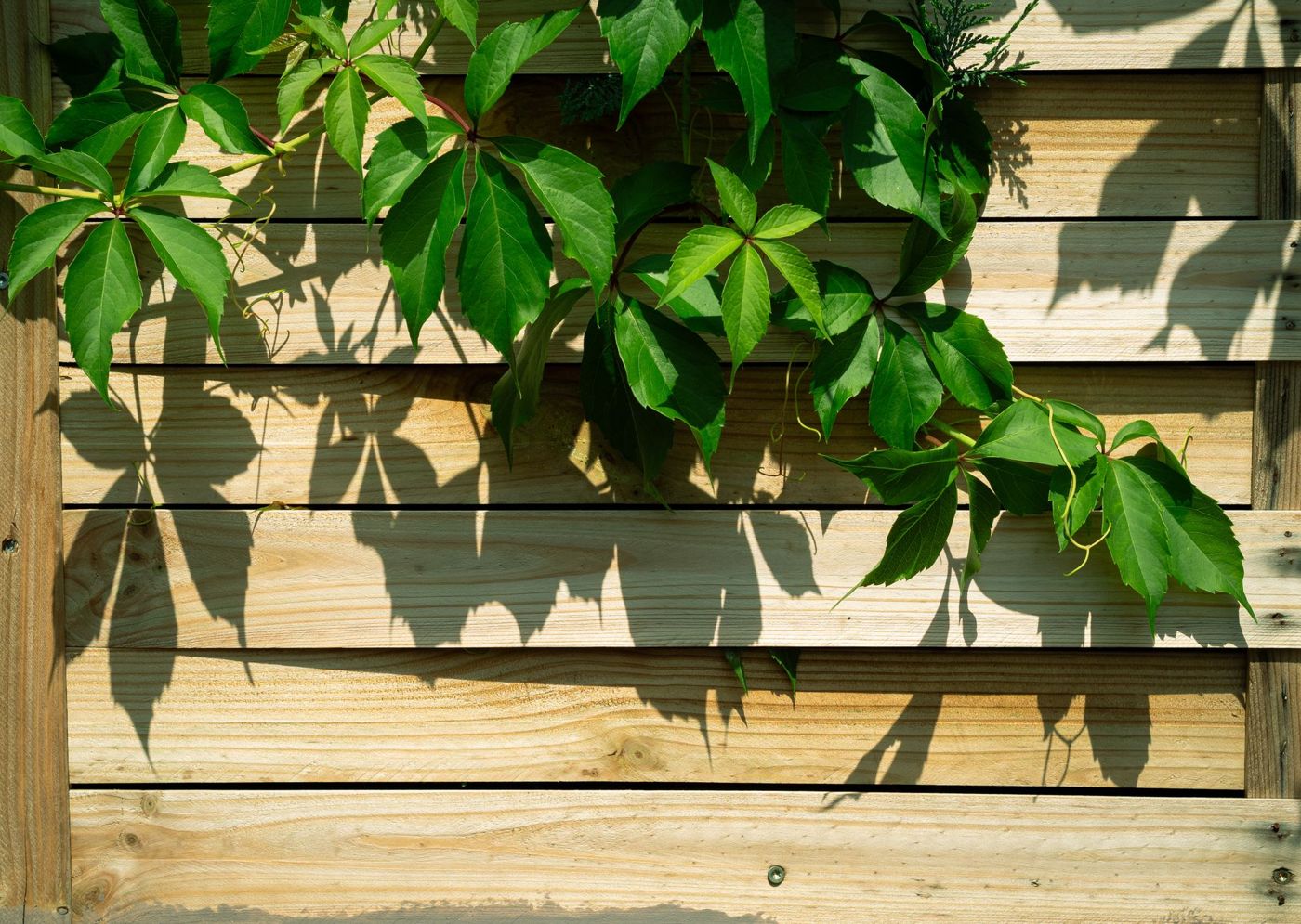 Horizontal natural wood fence slats with green vine leaves and their shadows